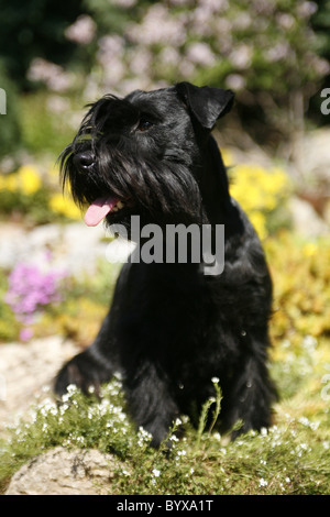 affenpinscher miniature schnauzer miniature schnauzer dog or zwergschnauzer sitting in green grass affenpinscher miniature schnauzer miniature schnauzer dog or zwergschnauzer sitting in green grass