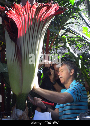 Titan arum (Amorphophallus titanum), the Amorphophallus with the Stock