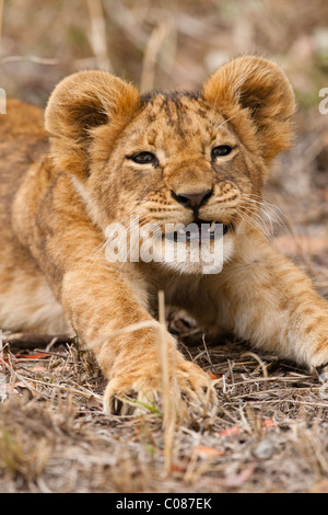 Lion Cub Close Up Masai Mara Kenya Stock Photo Alamy