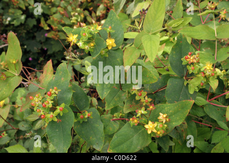 is hypericum poisonous to dogs