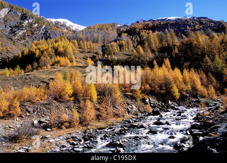 France Hautes Alpes Automn In The Guil Valley In The Queyras Natural