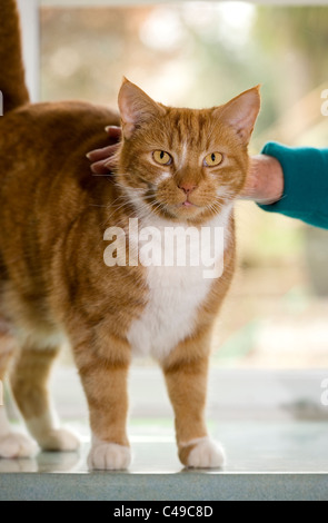dating for cat owners Join match maker pet to breed your pets in auckland nz we are registered breeders and have experience in pet breeding of cats, dogs, birds, rabbits, horses etc adopt a pet or find a playmate for your pet. dating for cat owners Join match maker pet to breed your pets in auckland nz we are registered breeders and have experience in pet breeding of cats, dogs, birds, rabbits, horses etc adopt a pet or find a playmate for your pet.