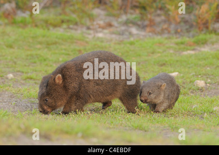 Common Wombat Vombatus Ursinus Mother And Baby Photographed In