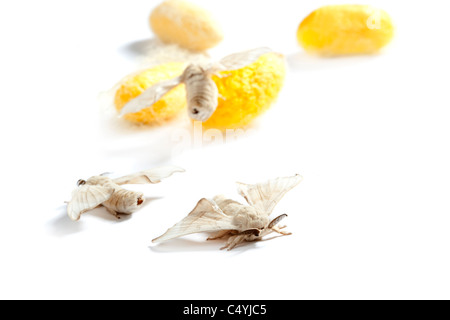 Butterfly Of Silkworm Over Yellow Cocoon On White Stock Photo Alamy