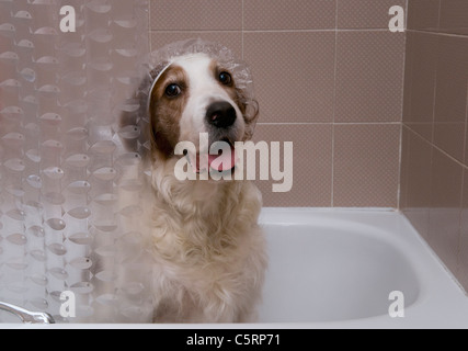 Shower Cap Dog Shower Cap Dog