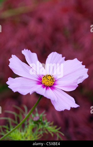 Cosmos Flower Cosmos Bipinnatus With Blurred Background Flower