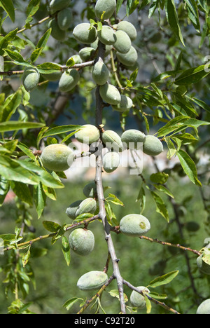 Olives For Sale Andalucia Spain Europe Stock Photo Alamy