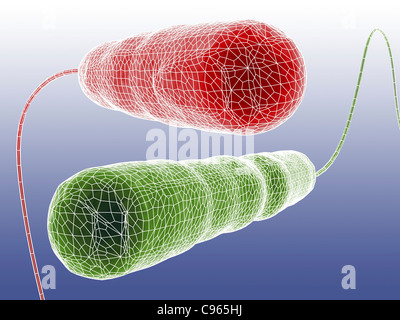 E Coli Bacteria Computer Artwork Of Three Escherichia Coli Bacteria