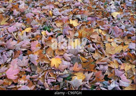 Acer Pseudoplatanus Atropurpureum Stock Photo Alamy