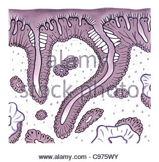 Nasal Mucosa Cells And Micro Cilia Vector Scheme Stock Vector Art