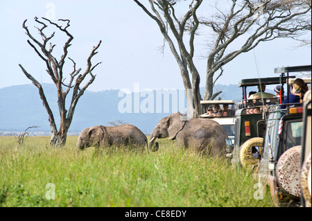 Serengeti Movie