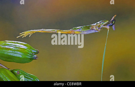 Frog Catching Fly With Tongue Stock Photo Alamy