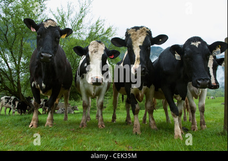 Curious Holstein Cow Green Pasture Eco Dairy Stock Photo Alamy