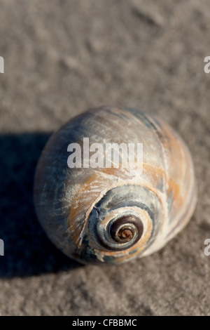 Moon Shell Sand Beach Shadow Pattern Seashell Blue Gray Nature