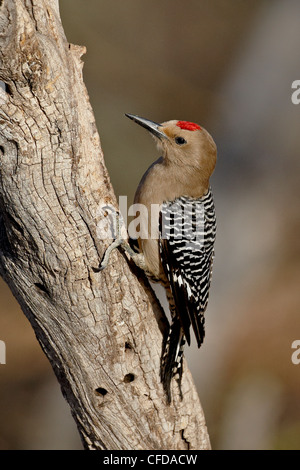 Gila Woodpecker Melanerpes Uropygialis On Tree Trunk Stock Photo Alamy