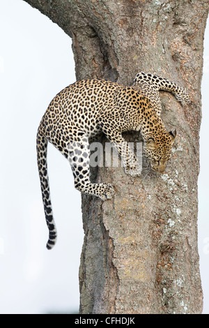 Male Leopard Panthera Pardus Climbing A Tree In South Africa Stock