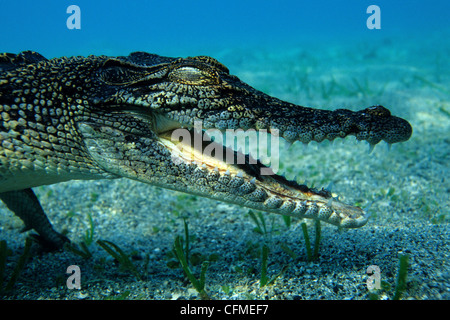 Closeup of a saltwater crocodile. Crocodylus Wildlife Park, Darwin