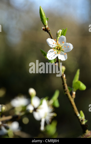 Close Up Shot Of Blackthorn Flower Stock Photo Alamy