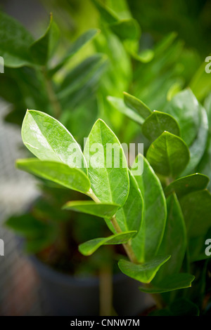 Detailed Macro Close Ups Of Green Veined Whites Pieris Napi On