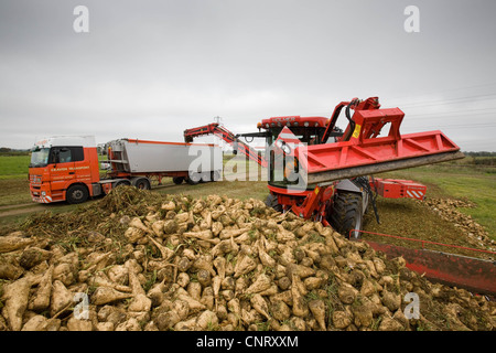 Holmer Self Propelled Sugar Beet Harvesters Stock Photo Royalty Free Image Alamy