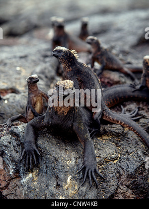 Marine Iguanas On Galpagos Islands Ecuador Stock Photo Alamy