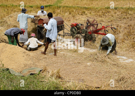 Farmers Threshing Rice Sri Lanka Stock Photo Alamy