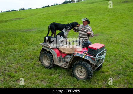 New Zealand. Sheep Shepherd and his Dogs Stock Photo ...