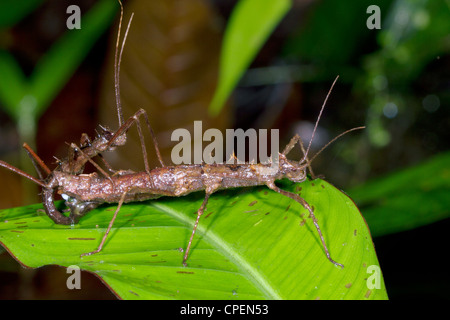 Spiny Stick Insect Acanthoclonia Sp With Dipteran Parasites In The