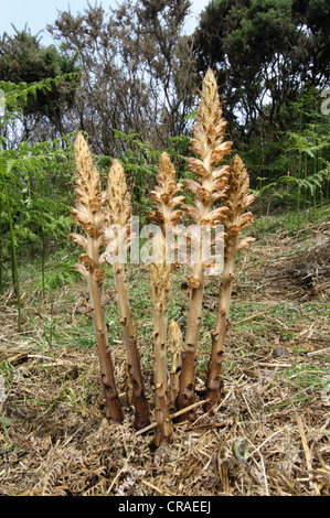 greater broomrape Orobanche rapum-genistae shoots parasite on 