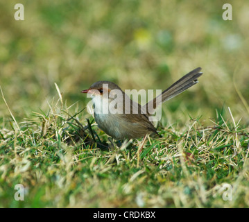 A Female Superb Fairywren Malurus Cyaneus Bird In Afternoon Sun