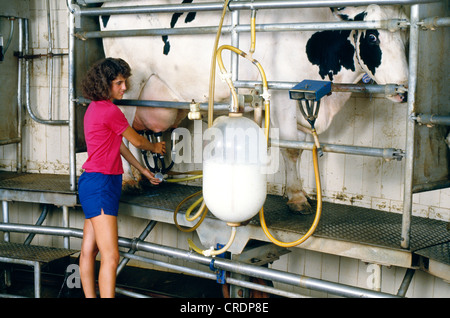 CAROUSEL MILKING PARLOR / PENNSYLVANIA Stock Photo, Royalty Free Image ...