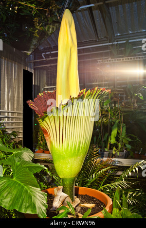 corpse flower bloom alamy amorphophallus titanum huntington garden