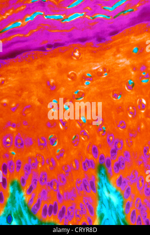 SKIN, HISTOLOGY Stock Photo, Royalty Free Image: 49185800 - Alamy