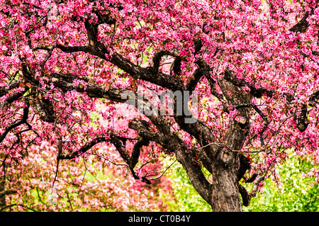 u of mn cherry trees apple trees in bloom at the of minnesota landscape stock photo royalty free image u of mn cherry trees apple trees in bloom at the of minnesota landscape stock photo royalty free image
