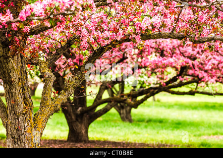 u of mn cherry trees apple trees in bloom at the of minnesota landscape stock photo royalty free image u of mn cherry trees apple trees in bloom at the of minnesota landscape stock photo royalty free image