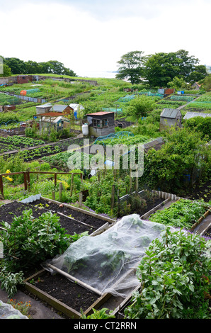 Allotments Stock Photo, Royalty Free Image: 116608268 - Alamy
