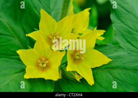 Common Yellow Garden Flowers yellow loosestrife stock photo, royalty free image: 62815152 - alamy Common Yellow Garden Flowers yellow loosestrife stock photo, royalty free image: 62815152 - alamy