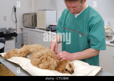 ANIMAL CASTRATION Stock Photo, Royalty Free Image: 49274152 - Alamy