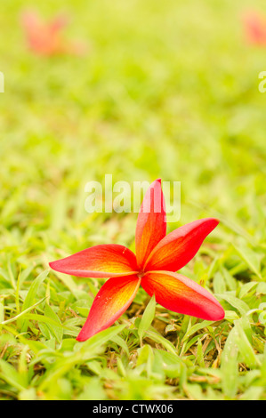 A Close Up Of Red Plumeria Or Frangipani On Grass Stock Photo Alamy