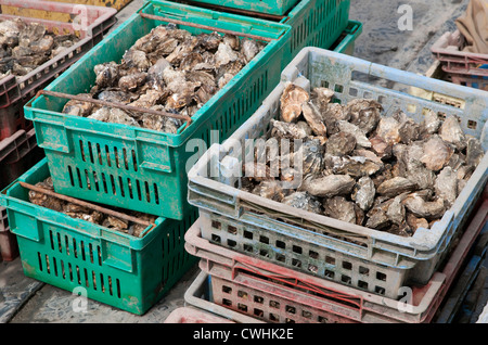 Harvested Oysters Stock Photo, Royalty Free Image: 33671816 - Alamy