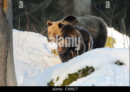 Eurasian Brown Bear Habitat And Diet