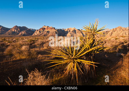 Red Rock Canyon Outside Las Vegas Nevada United States Of America