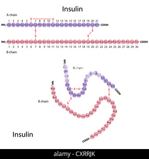 Insulin Peptide Human Hormone Molecule D Render Chemical Structure