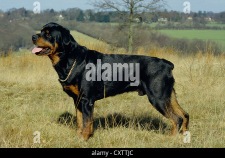 SIDE VIEW OF ROTTWEILER STANDING OUTSIDE/ ENGLAND Stock ... SIDE VIEW OF ROTTWEILER STANDING OUTSIDE/ ENGLAND Stock ...