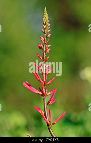 Coral Bean Cherokee Bean Red Cardinal Or Cardinal Spear Erythrina