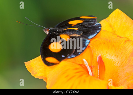 adult mosquito stratification usa vertical adult mosquito stratification usa vertical