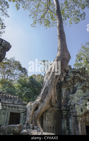 Trees Growing Over Stone Tempel Buildings In Angkor Wat And Angkor Thom