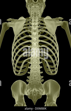 Rear View Of The Bones Of The Upper Body Of The Male Skeleton Stock