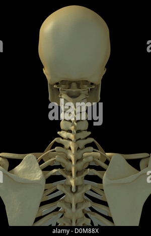 Back Neck Bones Human : Human Neck Anatomy Diagram . Human Neck Anatomy