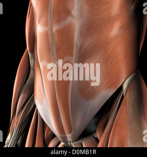 Anatomical model showing the lower abdominal muscles Stock Photo